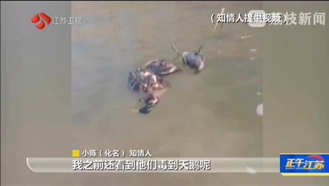 江苏洪泽湖有人毒鸟电鱼？淮安市相关部门：已了解相关情况 正在核实处理