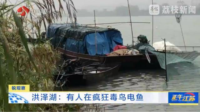 江苏洪泽湖有人毒鸟电鱼？淮安市相关部门：已了解相关情况 正在核实处理