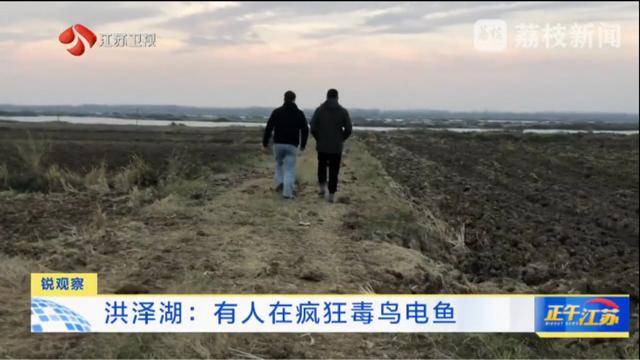 江苏洪泽湖有人毒鸟电鱼？淮安市相关部门：已了解相关情况 正在核实处理