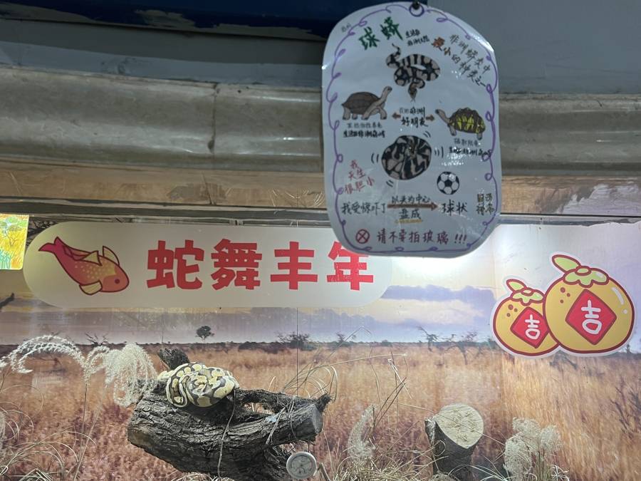 蛇与蛙竟是“好室友”，上海唯一一种毒蛇也在此……快来上海动物园看蛇