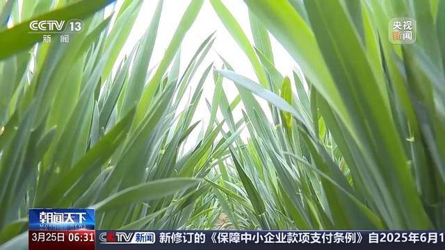 多地气温骤降超20℃，这是“倒春寒”吗？专家分析